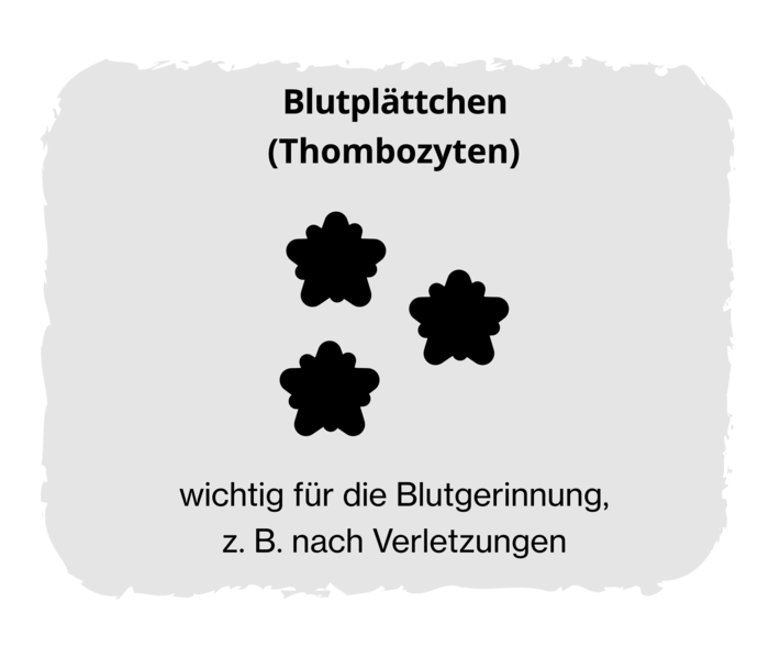 Schwarz-Weiß-Grafik dreier Blutplättchen mit der Beschriftung „Blutplättchen (Thrombozyten)“ und „wichtig für die Blutgerinnung z. B. nach Verletzungen“. 