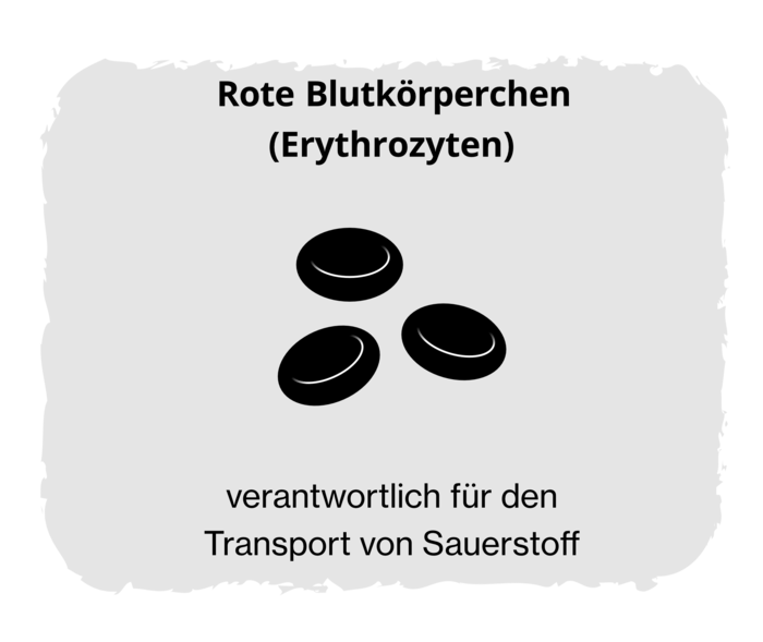 Schwarz-Weiß-Grafik dreier roter Blutkörperchen mit der Beschriftung „Rote Blutkörperchen (Erythrozyten)“ und „verantwortlich für den Transport von Sauerstoff“.