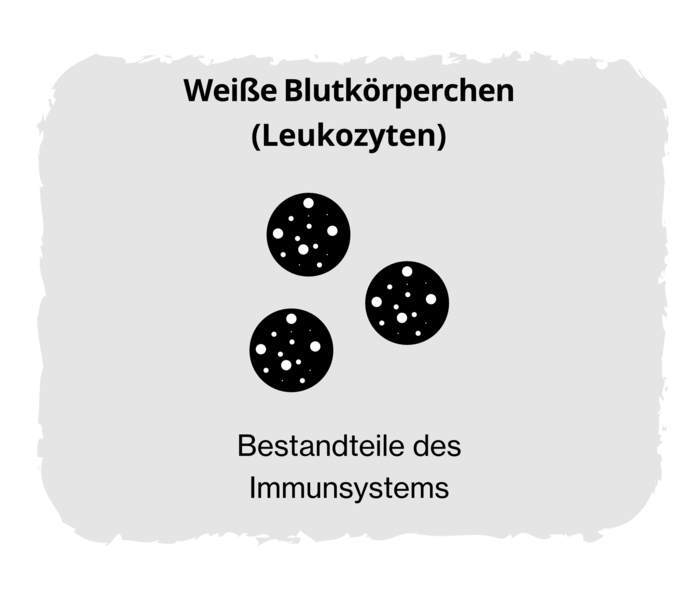Schwarz-Weiß-Grafik dreier weißer Blutkörperchen mit der Beschriftung „Weiße Blutkörperchen (Leukozyten)“ und „Bestandteile des Immunsystems“. 