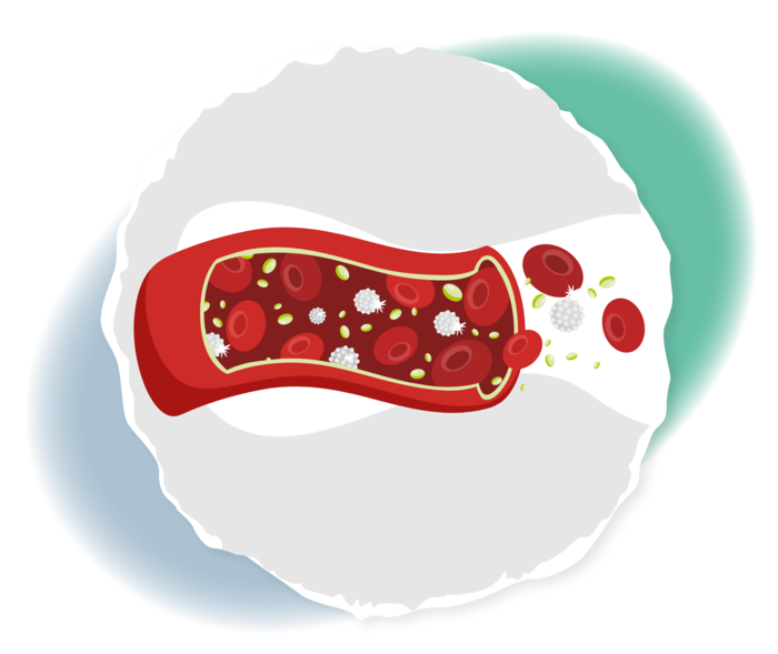 Schematische Darstellung eines Blutgefäßes mit verschiedenen Blutzellen.