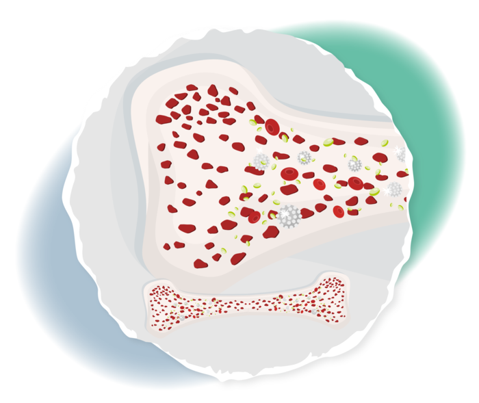Schematische Darstellung eines Knochens mit verschiedenen Zellen darin.