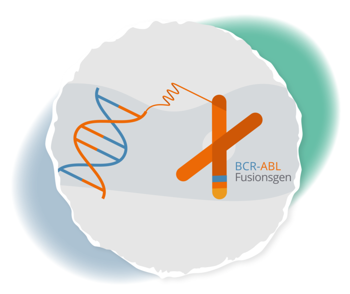 CML: Molekulare Remission Schematische Darstellung des BCR::ABL1-Fusionsgens.
