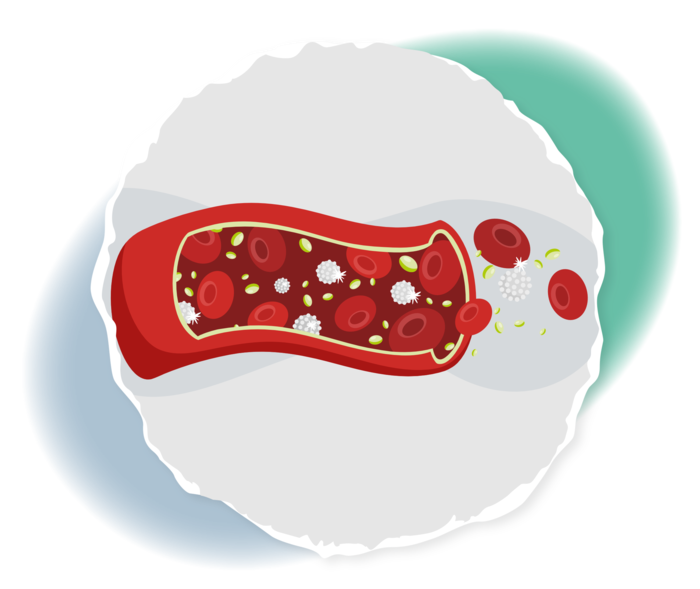 CML: Hämatologische Remission Schematische Darstellung eines Blutgefäßes mit verschiedenen Blutzellen.