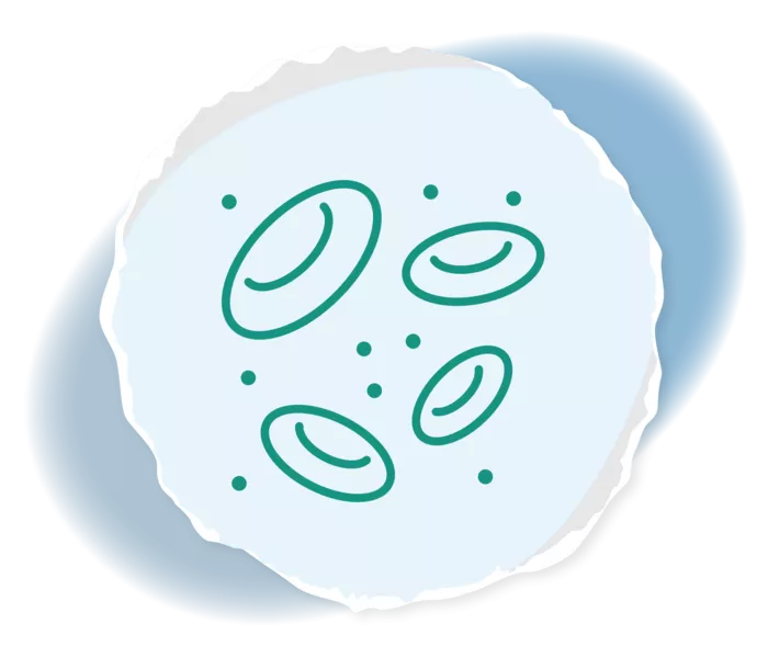 Grafik von Blutzellen.