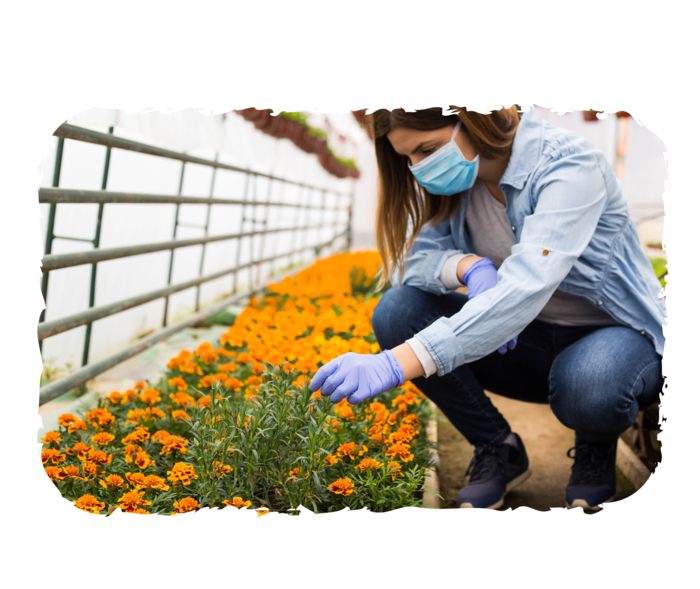 Eine Person kümmert sich mit Maske und Schutzhandschuhen um ein Blumenbeet. 