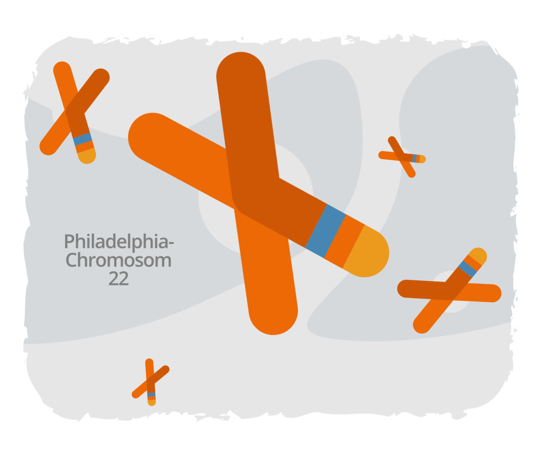 Schematische Darstellung des Philadelphia-Chromosoms.