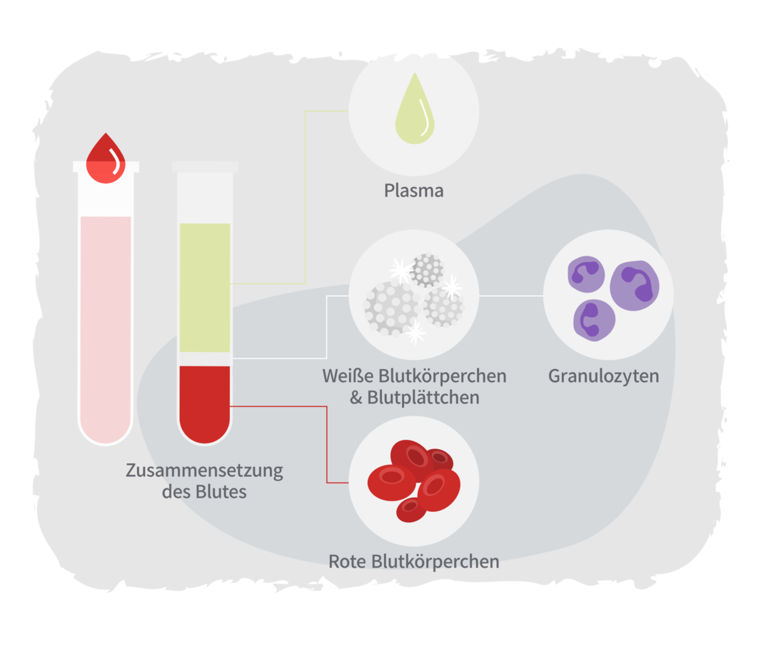 Zwei Röhrchen mit Blut darin, ein vor und eins nach Zentrifugation. Das Röhrchen nach Zentrifugation ist in verschiedene Phasen aufgetrennt, daneben sind verschiedene Bestandteile des Blutes aufgeführt: Plasma, weiße Blutkörperchen und Blutplättchen, Granulozyten und rote Blutkörperchen.