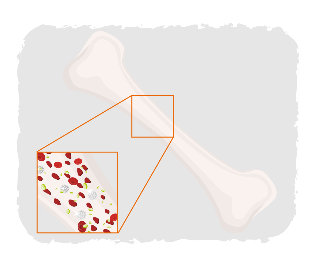 CML: Entstehungsort Knochenmark Schematische Darstellung des Knochenmarks mit verschiedenen Zelltypen.