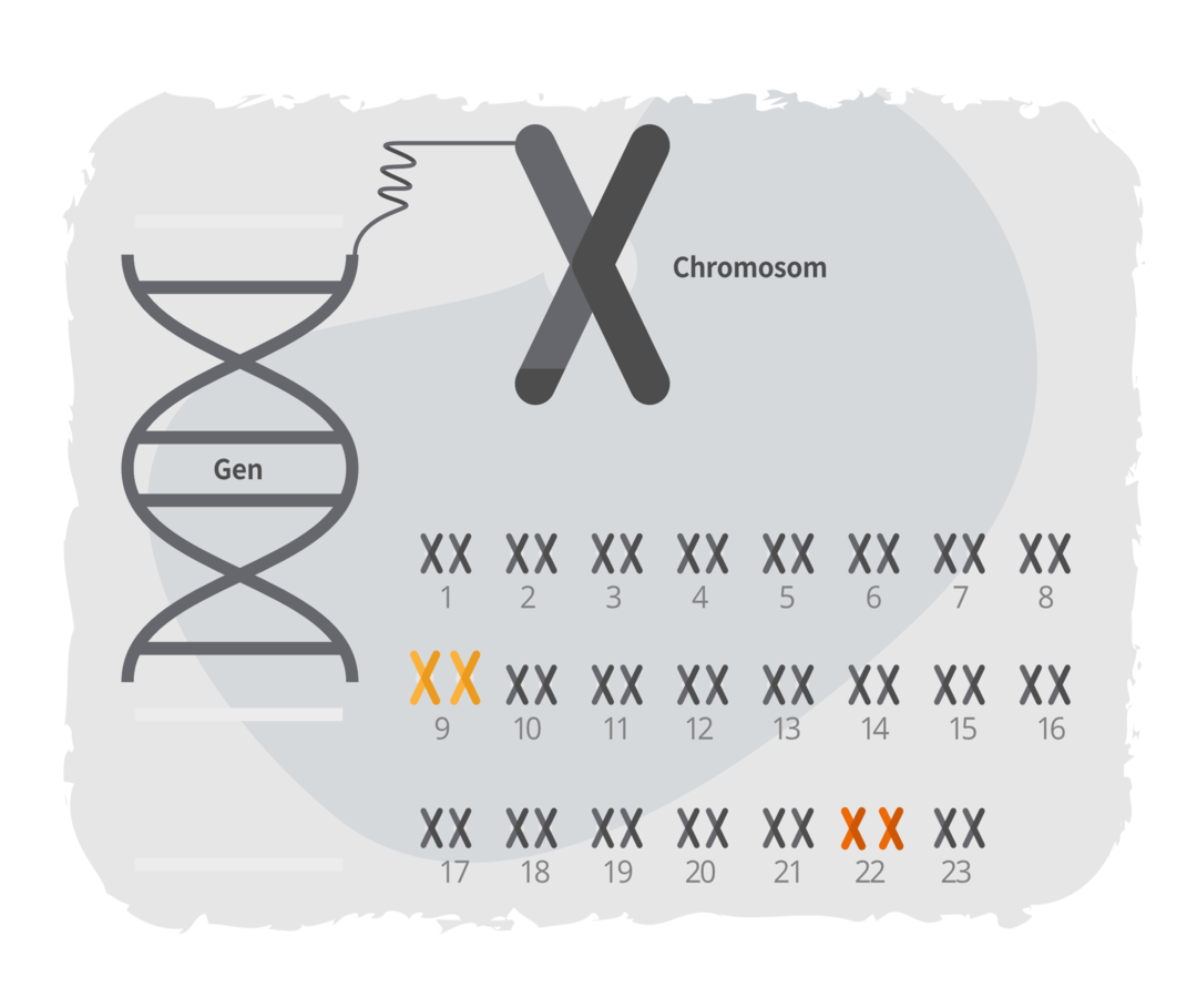Schematische Darstellung des diploiden Chromosomensatzes einer menschlichen Zelle. Dargestellt sind ein DNA-Strang sowie die 23 Chromosomen menschlicher Zellen je in zweifacher Ausführung.