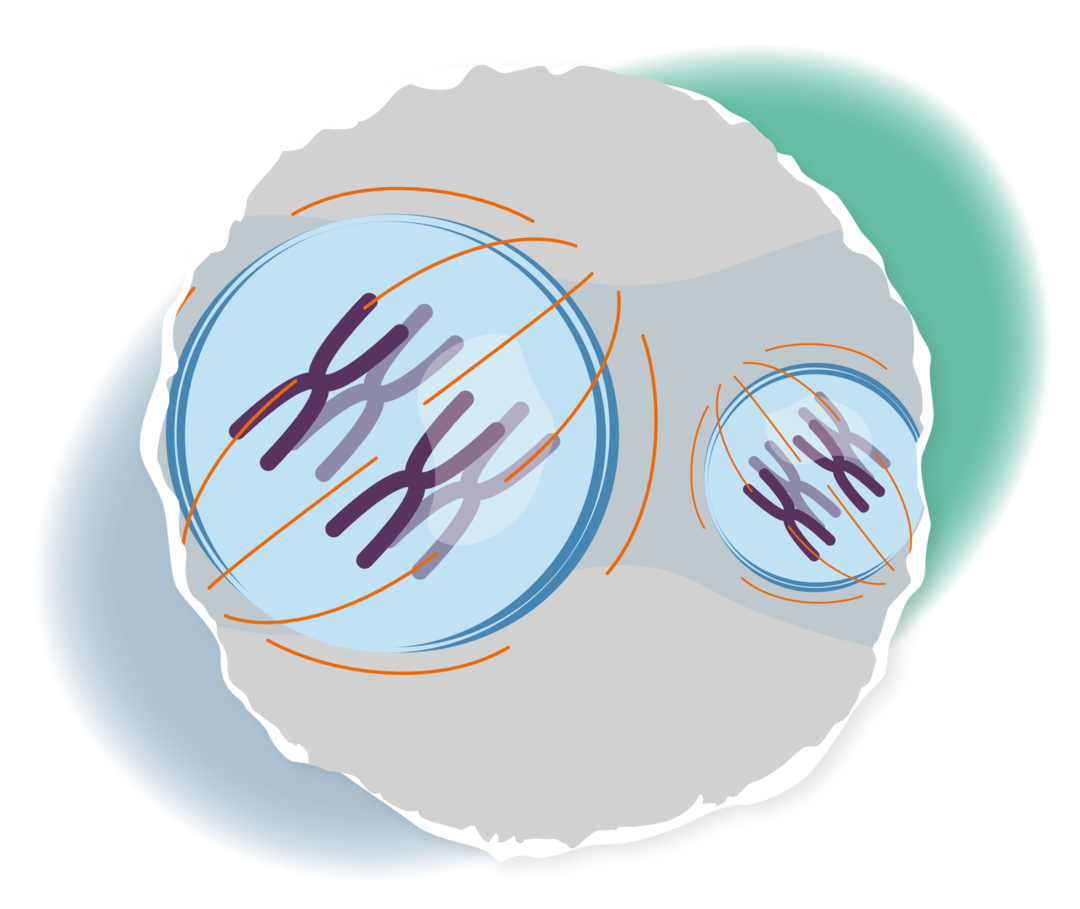 Eine Zelle, die sich gerade in Teilung (Mitose) befindet. Zu sehen sind der Spindelapparat und Chromosomen.