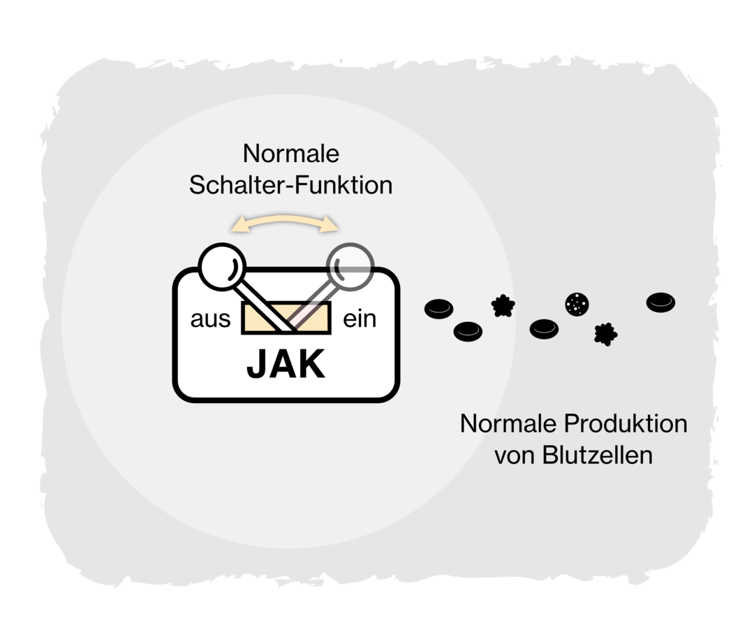 Januskinase: Normalzustand Grafik eines Schalters mit der Beschriftung „JAK“. Der Schalter wechselt zwischen „aus“ und „ein“ und führt zu einer normalen Produktion von Blutzellen.