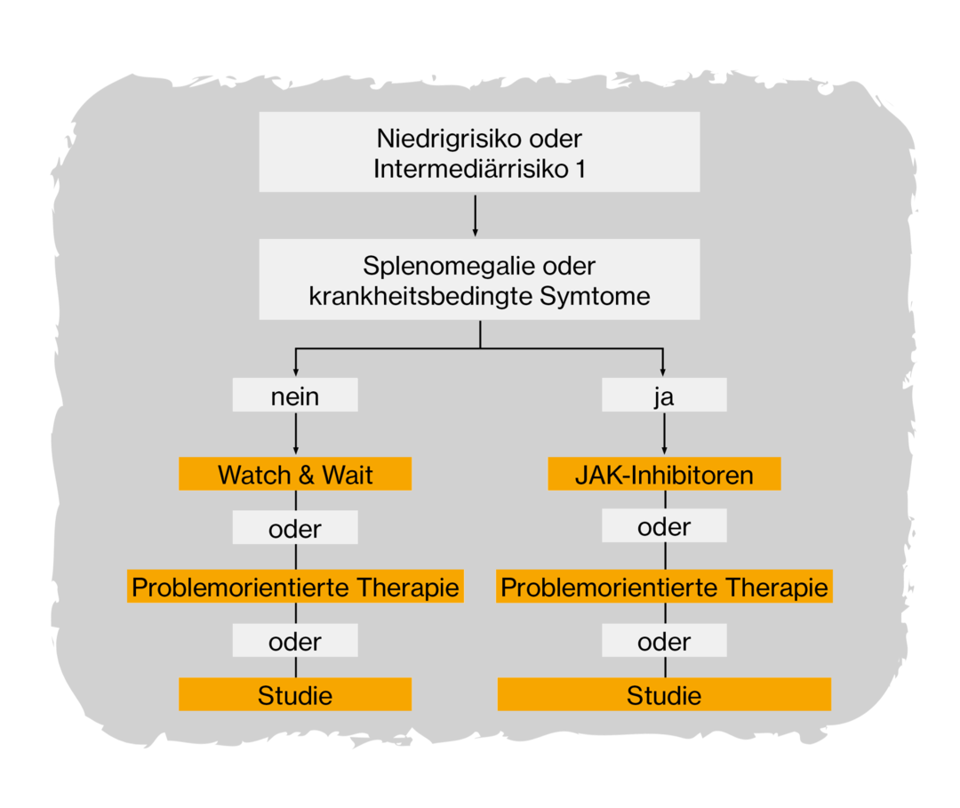 Therapiemöglichkeiten bei Niedrigrisiko oder Intermediärrisiko 1 Grafik, die die Therapiemöglichkeiten bei Niedrigrisiko und Intermediärrisiko 1 darstellt: Je nachdem, ob Beschwerden oder eine Milzvergrößerung (Splenomegalie) vorliegt, wird eine „Watch and Wait“-Strategie verfolgt oder eine Behandlung mit Januskinasehemmern (JAK-Inhibitoren) durchgeführt. Alternativ steht die sogenannte problemorientierte Therapie zur Verfügung oder eine Behandlung im Rahmen einer Studie.