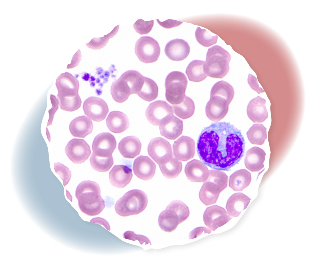Abbildung von einigen Blutzellen unter dem Mikroskop. 