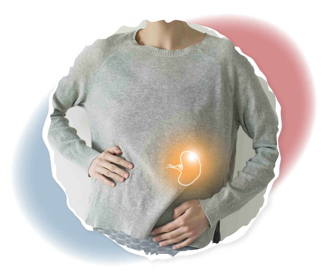 Bild eines weiblichen Oberkörpers, auf dem die Lage der Milz im linken Bauchraum gekennzeichnet ist. 