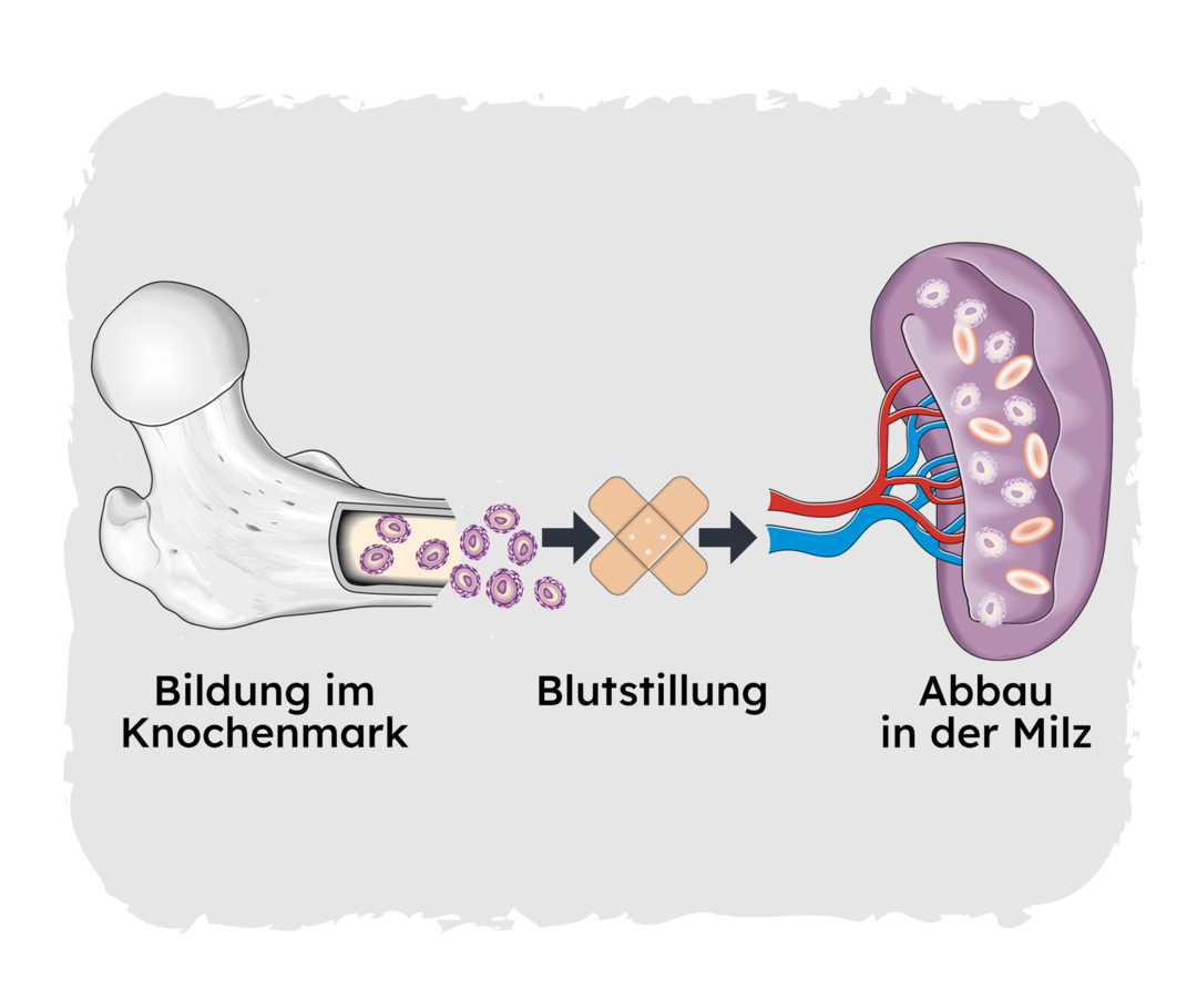 ITP: Thrombozytenmangel Grafische Darstellung des Inneren eines Knochens mit verschiedenen Blutzellen darin. Daneben ein Pfeil, der auf ein Pflaster zeigt. Daneben ein Pfeil, der auf die Abbildung einer Milz zeigt.