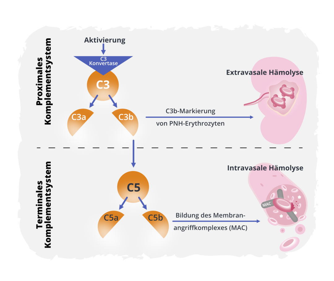 Ursachen der PNH: Das Komplementsystem Ein Schema, das die Funktionsweise des Komplementsystems erläutert.
