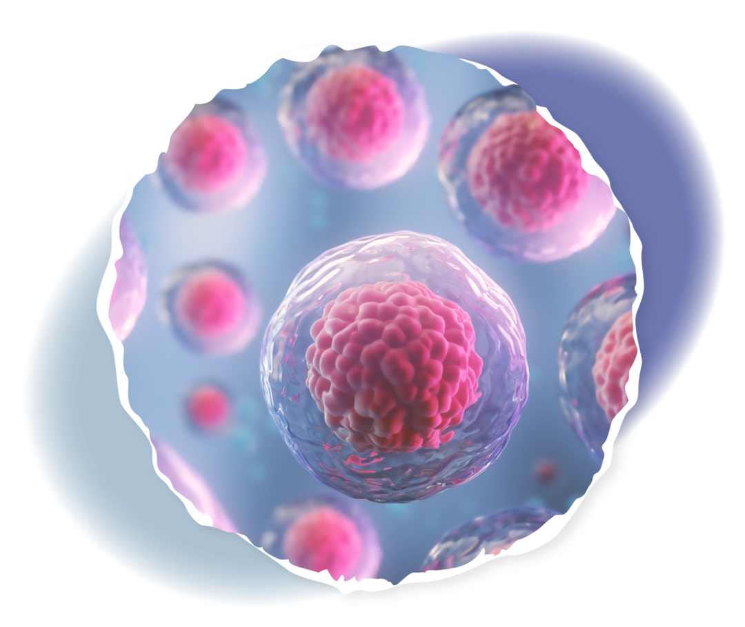 Grafik vieler durchsichtiger Zellen mit je einem Zellkern in der Mitte