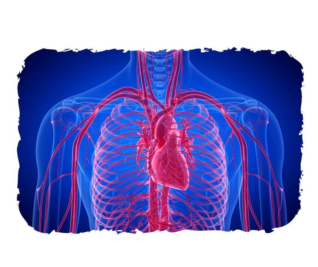 Grafik eines menschlichen Oberkörpers mit der genauen Darstellung der Blutgefäße.