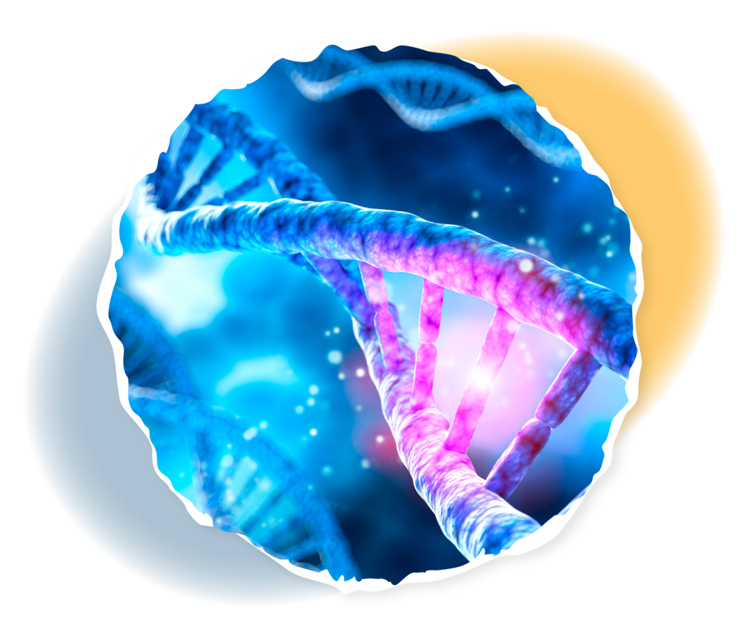 Myelofibrose: Genveränderungen als Ursache Schematische Darstellung eines mutierten DNA-Strangs.